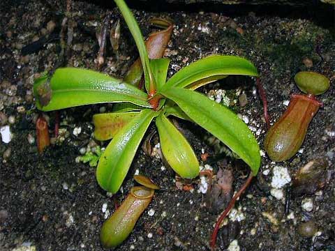 Rostlinstvo tropického horského
pásma - masožravé rostliny