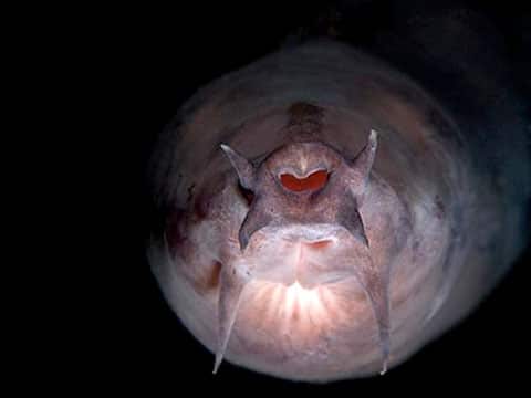 Sliznatka (hagfish) je mořský obratlovec, vyvolávajíci spory o tom, zda ji považovat za rybu či nikoliv. Její neobvyklé stravovací návyky a schopnot vytvářet sliz vedly k tomu, že je sliznatka považována za 