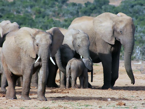 Slon je největší žijící suchozemský savec. Při narození váží okolo 100 kg. Samice slona je březí 20 až 22 měsíců, což je nejdelší doba březosti u suchozemského zvířete. Slon se dožívá 60 až 70 let. Největšího slona zastřelili v Angole v roce 1974, vážil 12 000 kilogramů. Sloni jsou v současnosti přísně chráněný druh po celém světě.