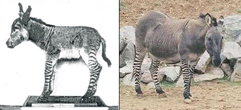 Stává se, že se zebry spáří s osly. Pak se na světě objeví takovýto živočich (zleva rok 1841, zprava rok 2005). Anglicky se jim říká Zedonks, Zebronkeys, Zonkeys, Zebadonks nebo Zebrydes. Termín „zebroid“ se hodí i k tomuto případu.