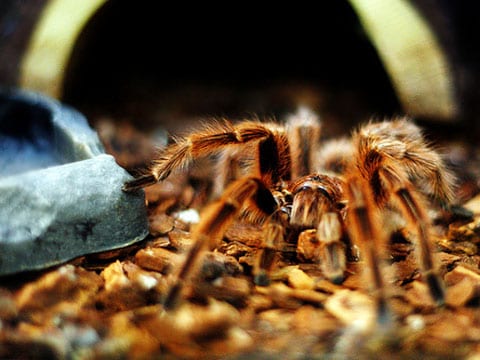Tarantula je obrovský pavouk, má jiný tvar čelistí než obyčejný pavouk