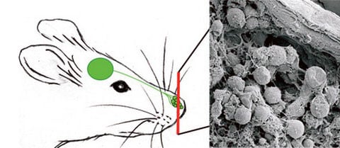 Uvedená nervová vlákna přivádějí signály od čichové cibulky myši (vyznačena zelenou barvou) k mikroskopickým buňkám Gruenbergova uzlu na konečku nosu zvířete