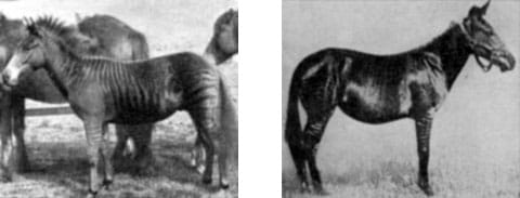 Vlevo je velmi starý snímek zebro-koně, datuje se rokem 1899. Vpravo je hybrid koně a zebry, vypěstovaný americkými vědci v roce 1929.