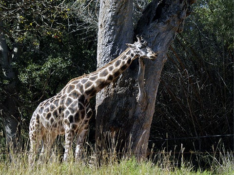 Žirafa (Giraffa camelopardalis) je mohutný sudokopytník, v současnosti nejvyšší ze všech suchozemských živočišných druhů. Samci dosahují velikosti od 4,8 až do 5,5 metru a váží až 900 kilogramů (rekordní jedinec, zastřelený roku 1934 v Keni byl vysoký 5,87 metru a vážil zhruba 2000 kg). Samice jsou obecně trochu menší a lehčí.