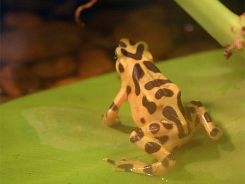 zlatá žába nebo Panamanian Golden Frog (ropucha)
